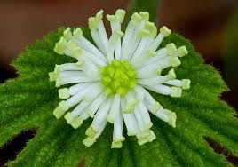 Goldenseal