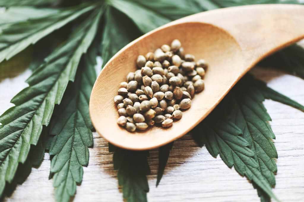 Cannabis Seeds