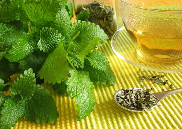 Lemon Balm