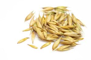 milky oats