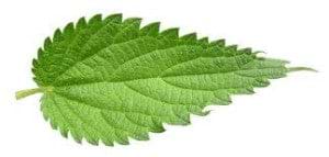 Nettle leaf