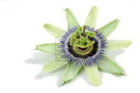 Passionflower