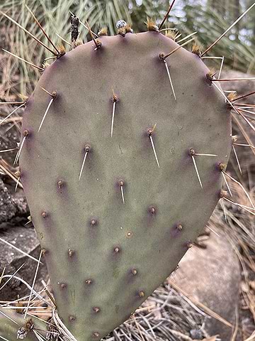 Prickly Pear nopal