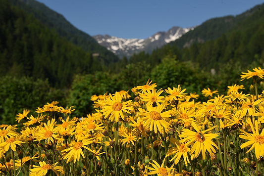 Arnica Flower: Benefits, Uses & How to Apply It Safely