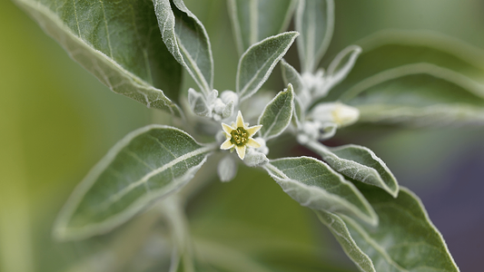 Ashwagandha Benefits: Science-Backed Stress Support