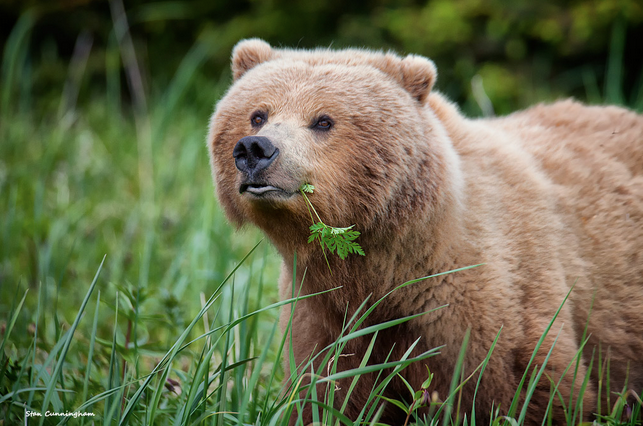 Osha Root Benefits: The Mountain Herb for Respiratory and Immune Support