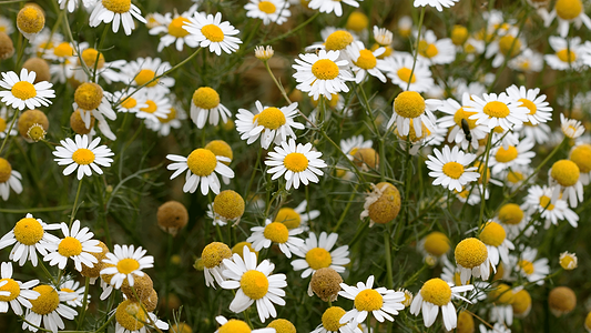 Chamomile Flower Benefits: From Blooms to Bedtime Bliss