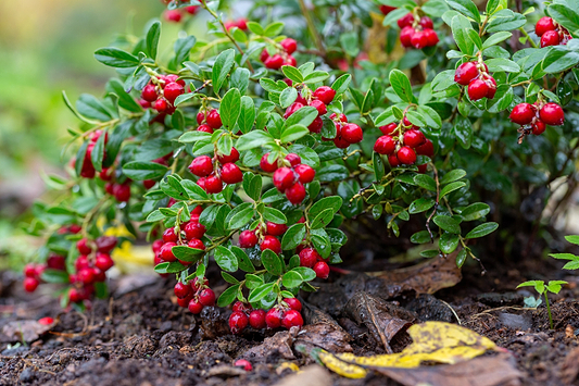Cranberry Benefits for Urinary Tract Health, Heart Health, and More