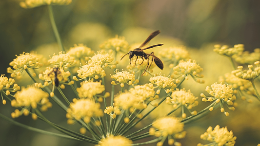 Fennel Benefits: Digestive Support From Seed to Table