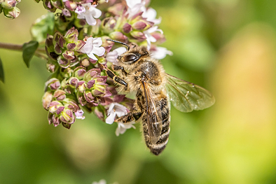 5 Botanical Herbs That Attract Pollinators To Your Garden