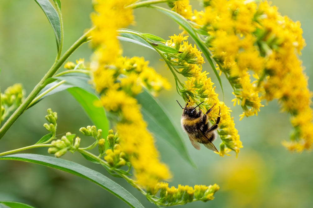 Goldenrod Benefits: The Misunderstood Wildflower