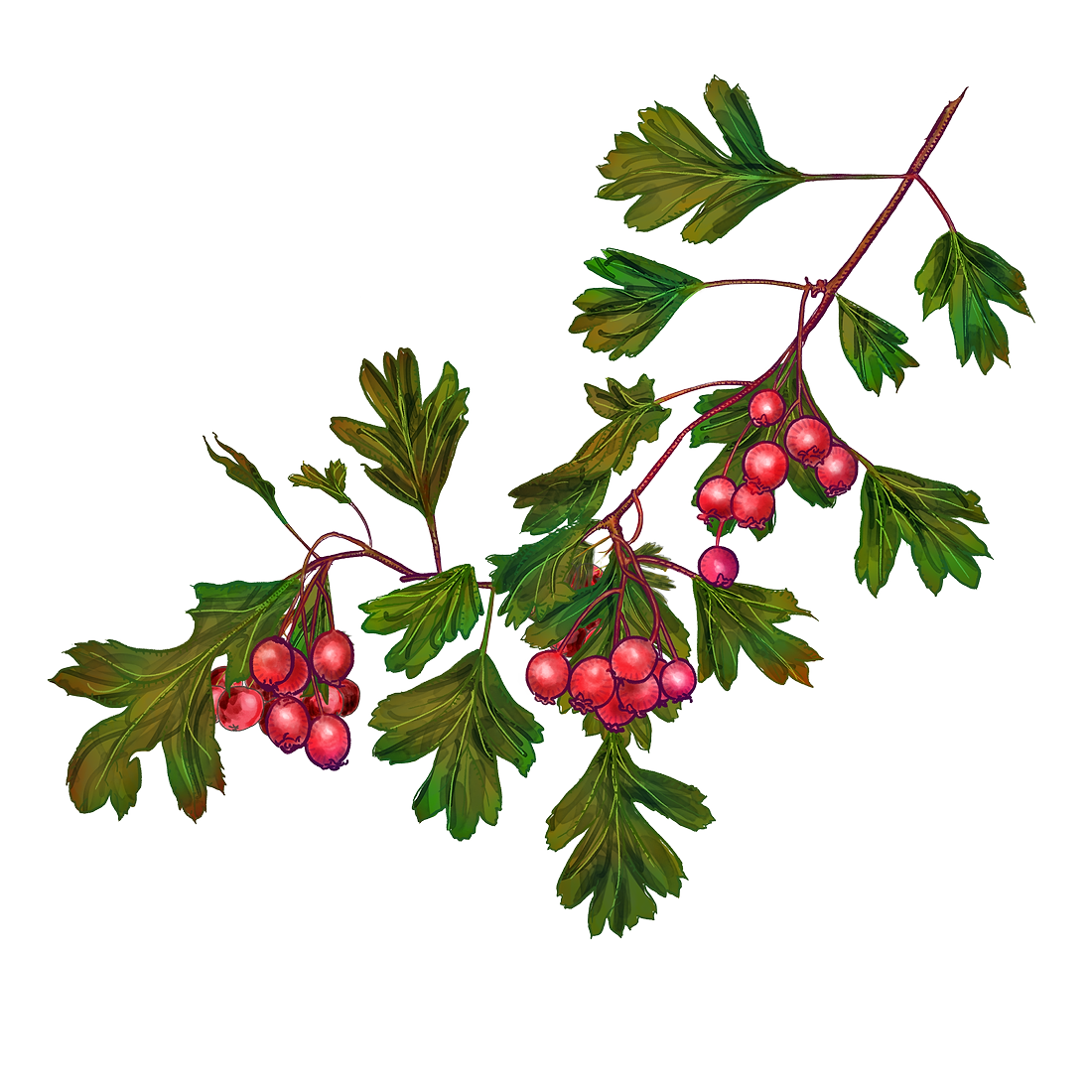 Hawthorn Berry Benefits: Nature’s Heart Guardian