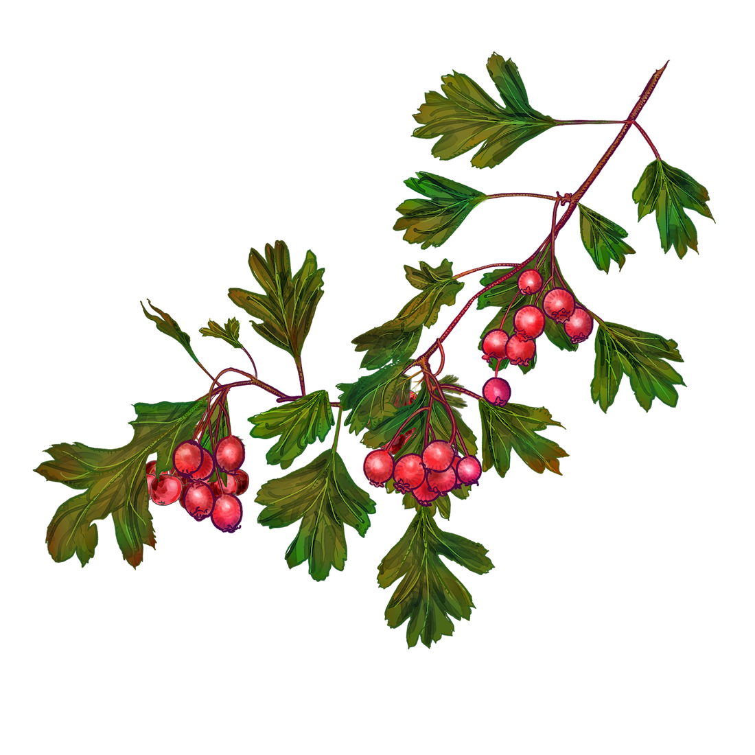 Hawthorn Berry Benefits: Nature’s Heart Guardian