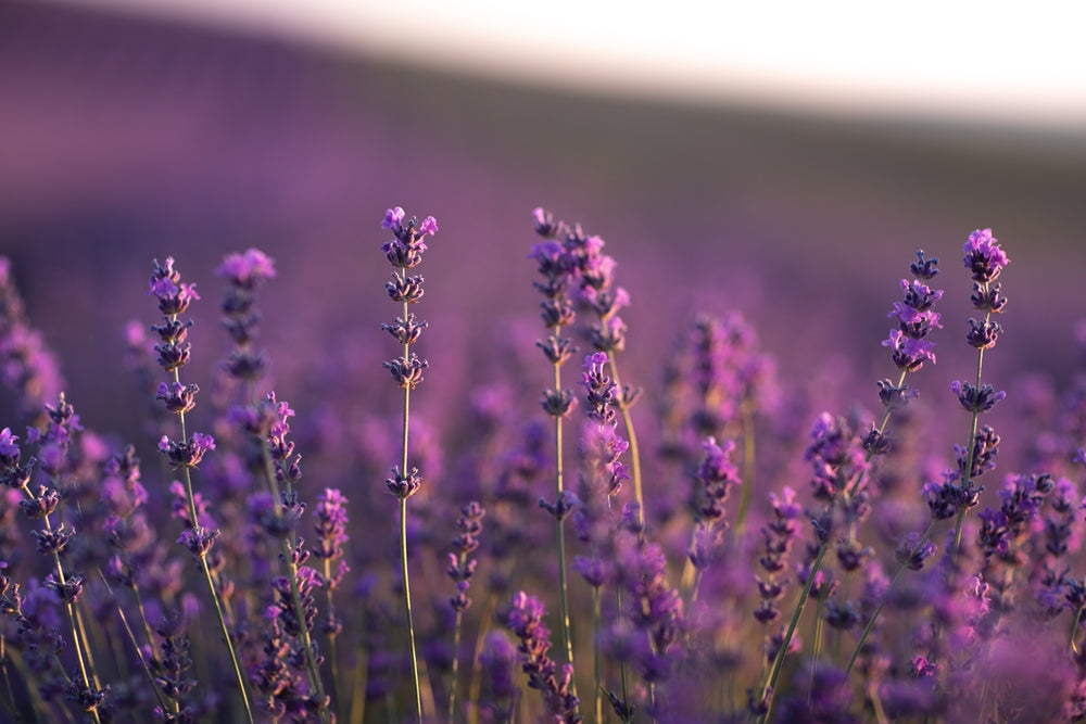 Lavender Benefits: Support for Stress, Tension, and Deeper Sleep