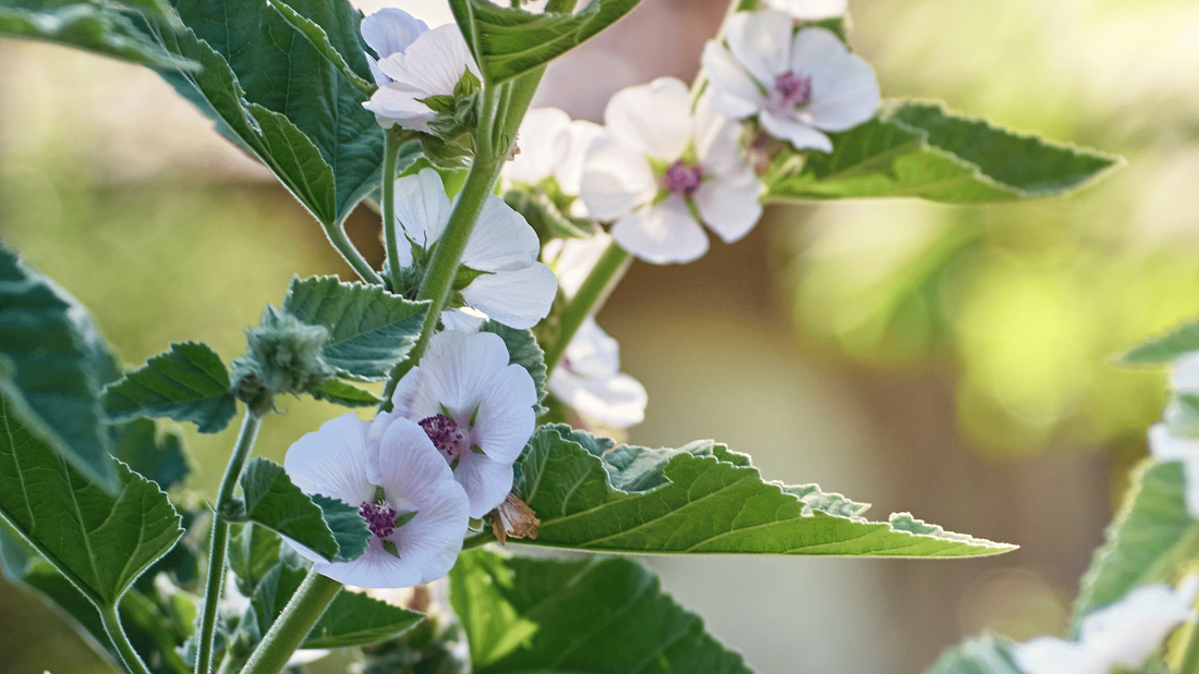 Marshmallow Root Benefits: The Healing Power of Nature's Slime