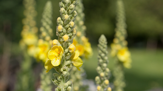 Mullein Benefits: Traditional Lung Support from a Familiar Wild Plant