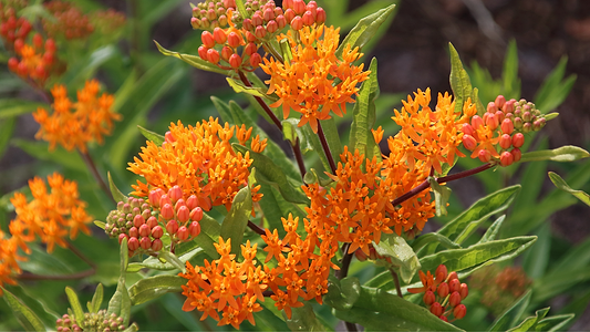 Pleurisy Root Benefits: What Herbalists Cherish About This Native Herb