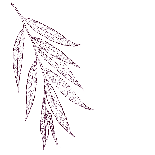 White Willow Bark Benefits: Nature’s Time-Tested Remedy for Resilience and Relief