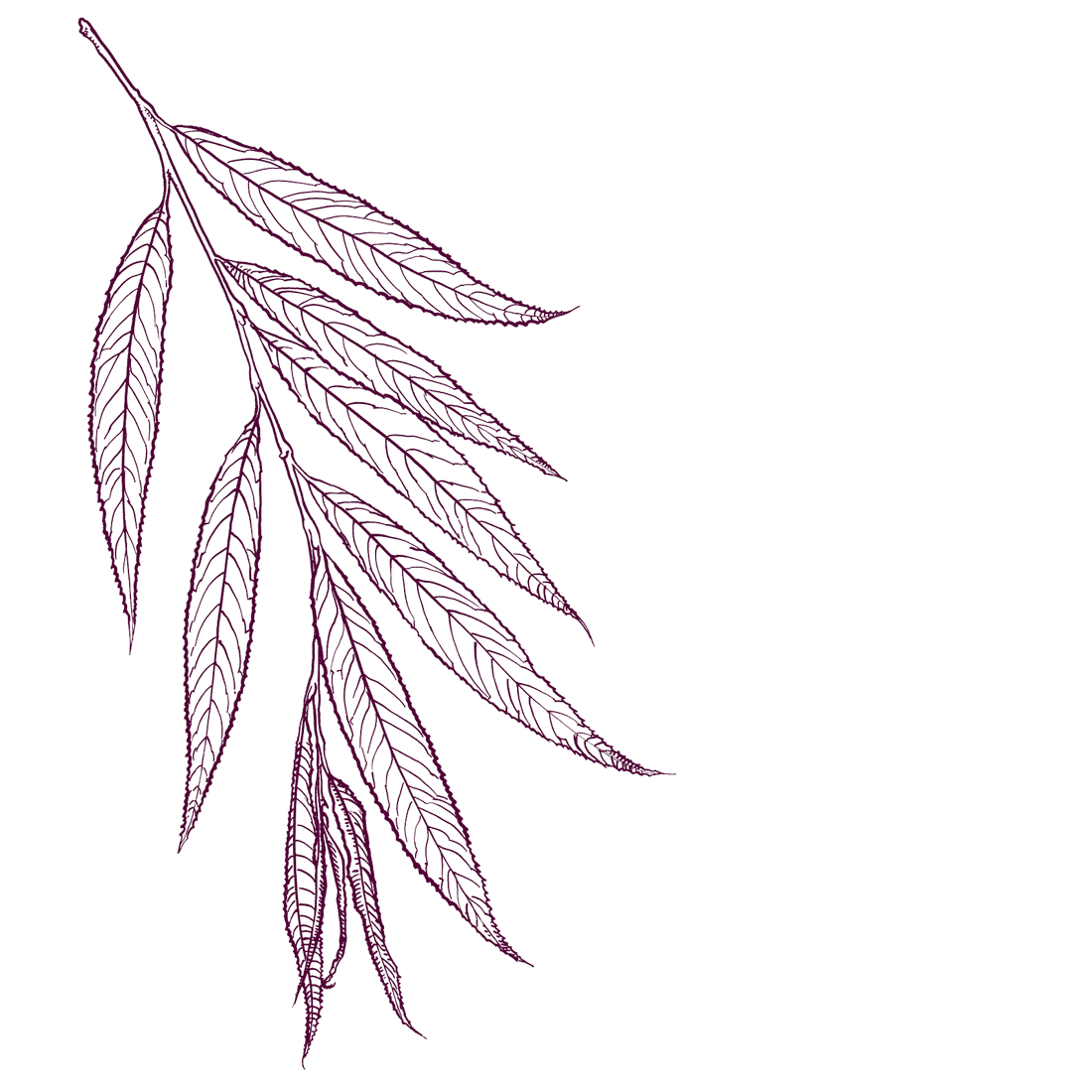 White Willow Bark Benefits: Nature’s Time-Tested Remedy for Resilience and Relief