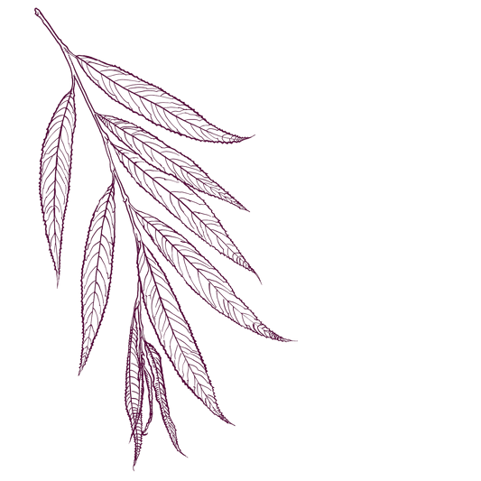 White Willow Bark Benefits: Nature’s Time-Tested Remedy for Resilience and Relief
