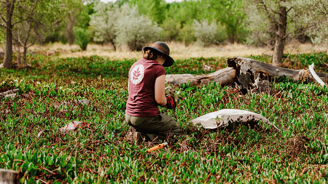 Preserving the Legacy of Yerba Mansa: A Cornerstone of WishGarden Herbs’ Biodiversity Initiative