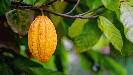Cacao Benefits: The Ritual, the Science, and the Chocolate