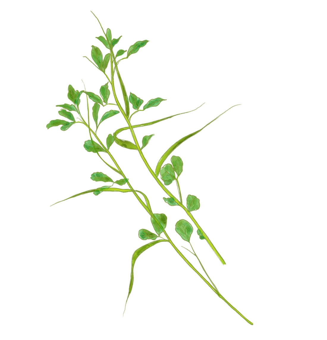 Fenugreek Benefits: The Ancient Herb for Digestion, Hormones & More