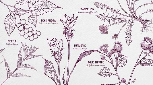 Honor Your Rebirth with the Cleansing Power of Plants