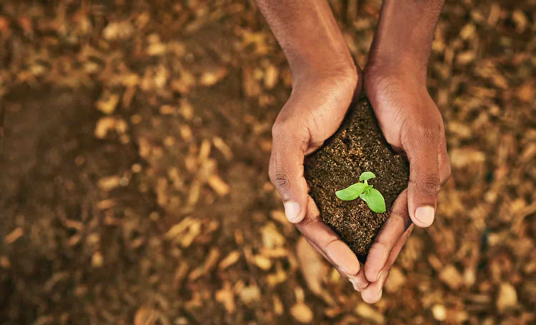 Honoring African American Herbalism