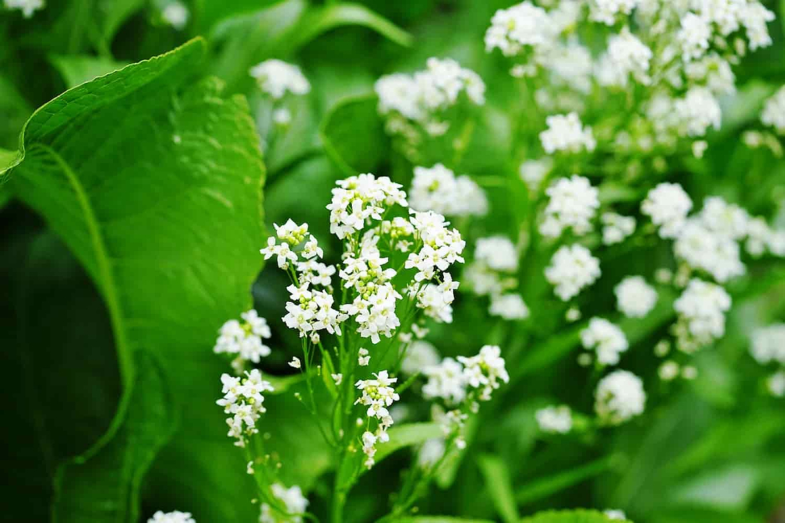 Horseradish Benefits: What This Spicy Root Can Do for Your Health