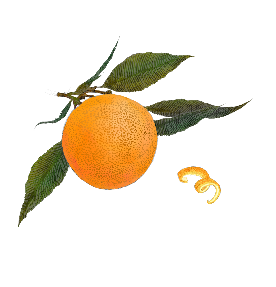 Orange Peel: A Juicy Global Treasure