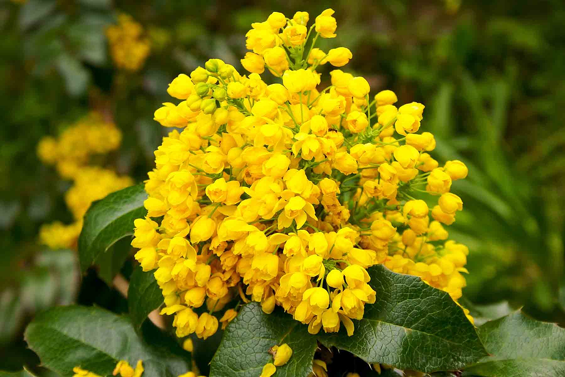 Oregon Grape Root: Golden Healer of the West