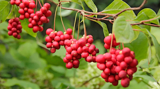 Schisandra Benefits: The Herb That Does Five Things at Once