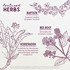 Featured Herbs in Kick-Ass Sinus Move & Soothe