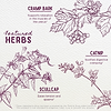 Featured Herbs in Cramp Release Menses Soother