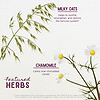 Featured Herbs in Stress Release Tension Tamer for Pregnancy