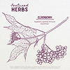 Featured Herbs in Elderberry