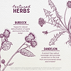 Featured Herbs in Liver Strength Daily Support