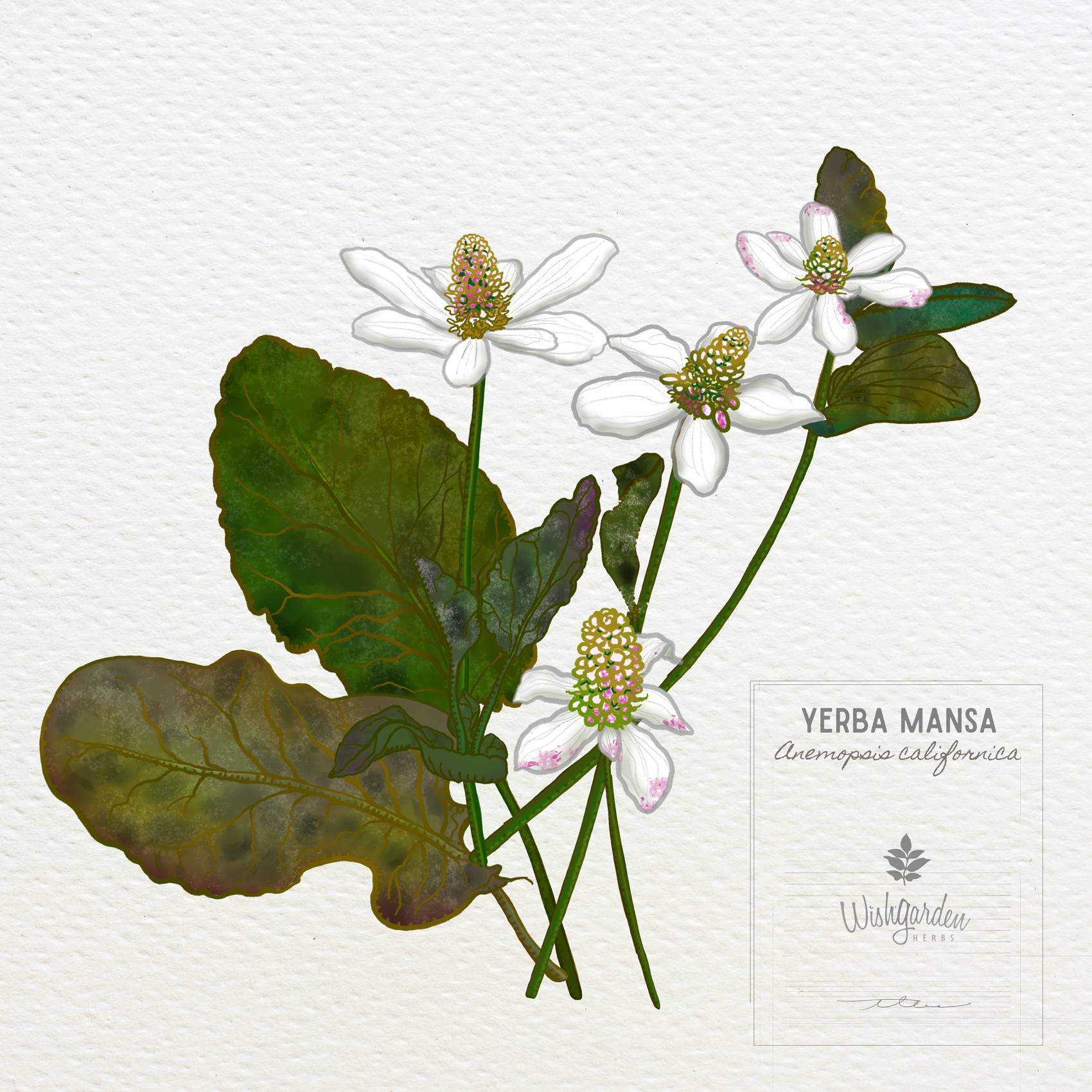 Illustration of Yerba Mansa plant with white flowers and green leaves on a white background.