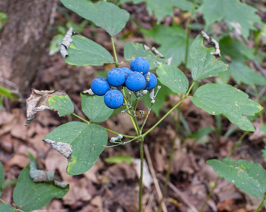 Blue Cohosh Benefits: A Bitter Woodland Plant
