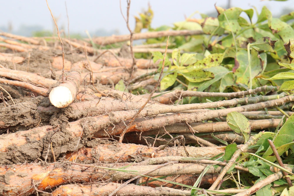 Cotton Root Bark Benefits: A Fierce History and Women's Ally