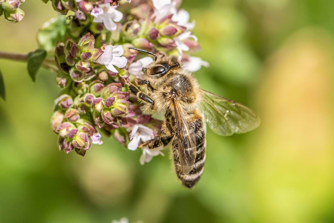 5 Botanical Herbs That Attract Pollinators To Your Garden