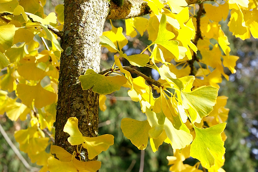 Ginkgo Biloba Benefits: Ancient Medicine from a Tree That Survived Hiroshima
