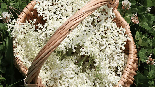 Elder Flower Benefits: A Sweet Bloom with Surprising Power