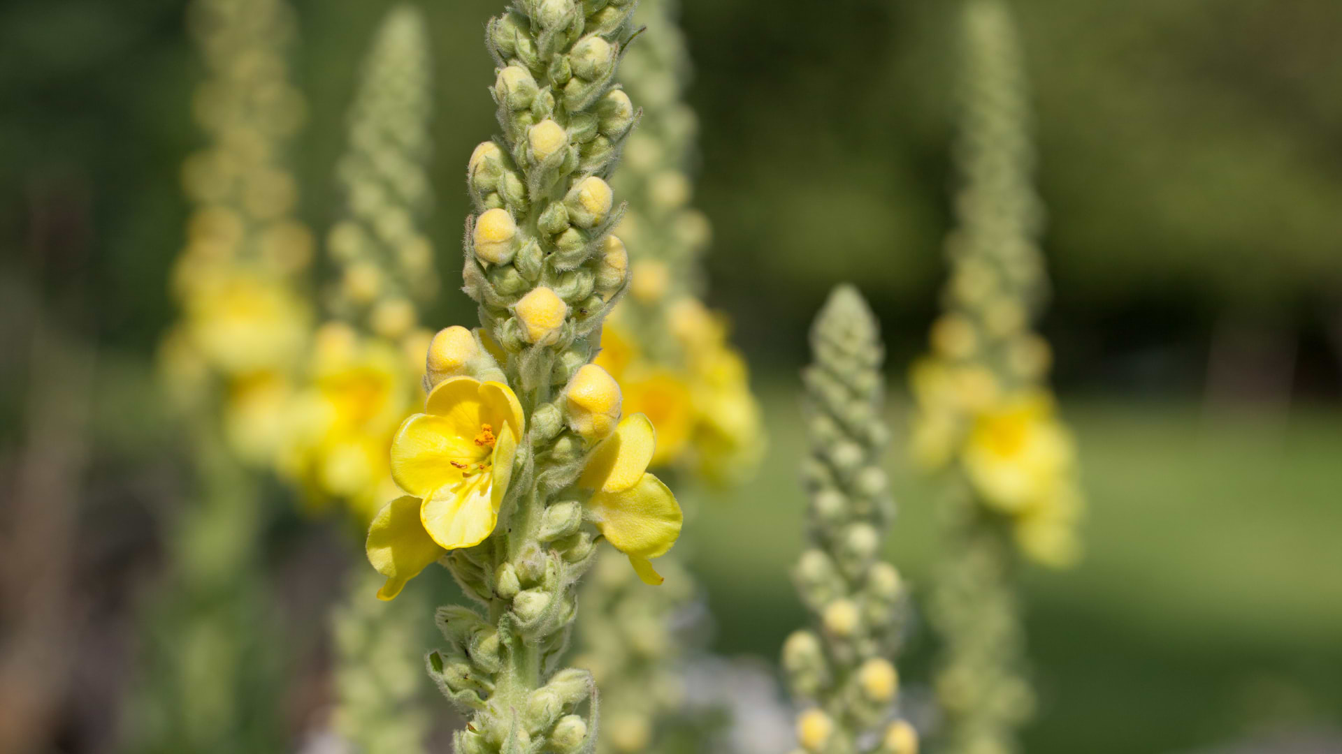Mullein Benefits: Traditional Lung Support from a Familiar Wild Plant Mullein Benefits: Traditional Lung Support from a Familiar Wild Plant
