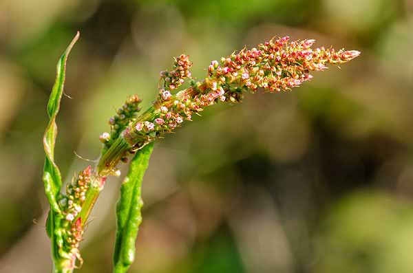 Yellow Dock Root Benefits: Flow, Iron, and Vitality