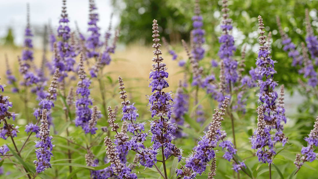 Vitex Benefits: The Hormonal Herb Every Woman Needs