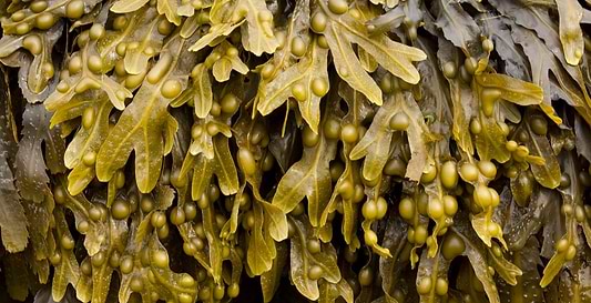 The Health Benefits of Super-Seaweed Bladderwrack