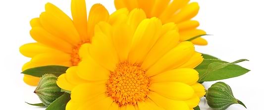 Five Drought-Resistant Herbs For Your Garden