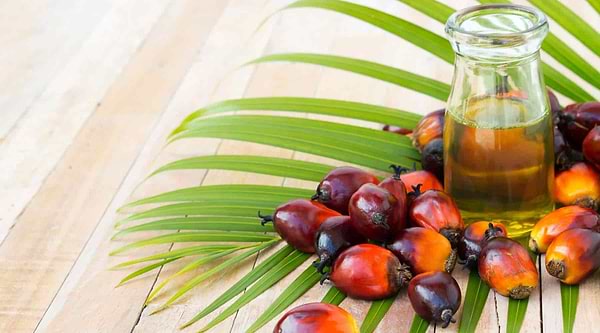 Daabon: The Pioneers of Sustainable Palm